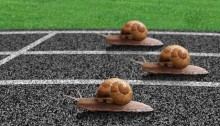 Snails race on sports track near the finish line