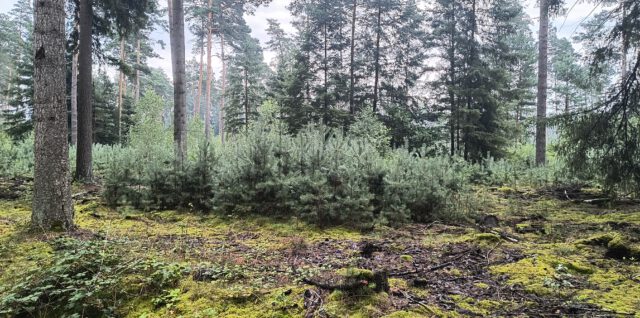 Training im Wald